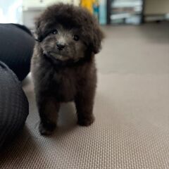 【総額５万円】べったりの甘えん坊さん - ペット