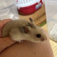 ハムスター　生後2ヶ月ほど