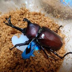 北海道産カブトムシ