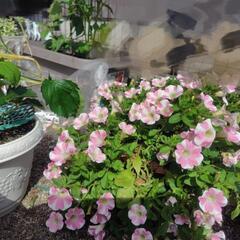 園芸・家庭菜園好きな方♡ − 三重県