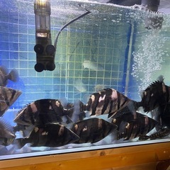 ダトニオプラスワン🐠日曜日迄3匹￥30000