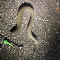 31日　浜松近郊でうなぎ釣り一緒にできる方
