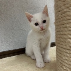 三毛猫あきちゃん白猫冬くん (決定) - 猫