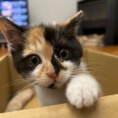 三毛猫あきちゃん白猫冬くん (決定) - 水俣市