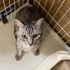 とってもお転婆なサバトラちゃん10ヶ月 - 猫
