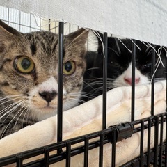 キジ白とハチワレの可愛い兄弟(募集再開します)