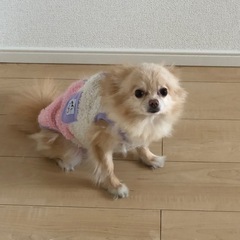 里親募集