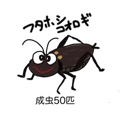 フタホシコオロギ成虫