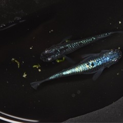 めだか🐟　ネプチューン　1ペア　産卵してます✨