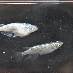 めだか🐟　ネプチューン　1ペア　産卵してます✨の画像
