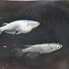 めだか🐟　ネプチューン　1ペア　産卵してます✨の画像