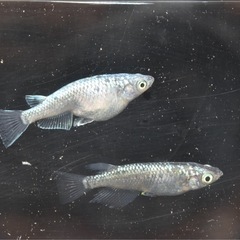 めだか🐟　ネプチューン　1ペア　産卵してます✨の画像