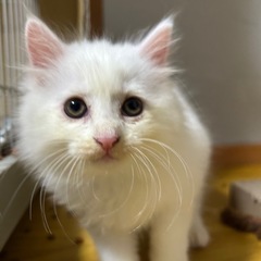 (5月28日写真更新)長毛白猫♂ 生後2ヶ月くらい