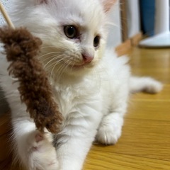 (5月28日写真更新)長毛白猫♂ 生後2ヶ月くらい(決定) - 猫