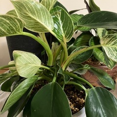 フィロデンドロンバーキン 観葉植物の画像