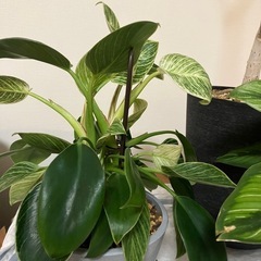 フィロデンドロンバーキン 観葉植物の画像