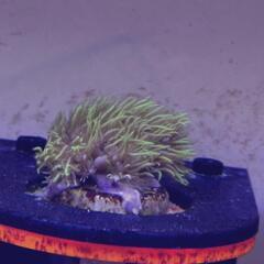 海水魚　水槽　サンゴ　スターポリプの画像