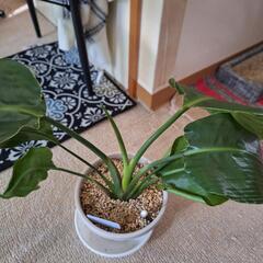 観葉植物　　ストレチア