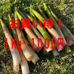 新鮮　朝採り竹の子