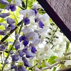 藤の花　取り苗の画像