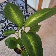 観葉植物　　ディフェンパキア