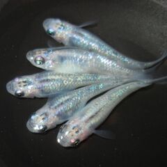 メダカ「ユリシス」の有精卵 40個＋α