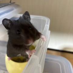 クロクマちゃん