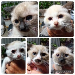 R7年生まれ　子猫　2ヶ月