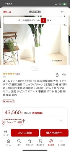 ストレチア　ストレリチア　観葉植物　光触媒　
定価43560円