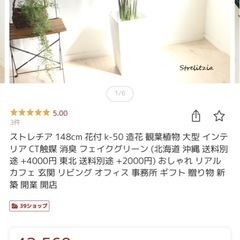 ストレチア　ストレリチア　観葉植物　光触媒　
定価43560円