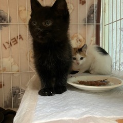 おっとりめちゃくちゃ可愛い黒猫　里親様募集中です！