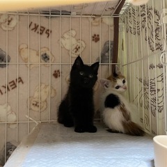 おっとりめちゃくちゃ可愛い黒猫　里親様募集中です！