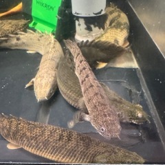 熱帯魚ポリプテルス