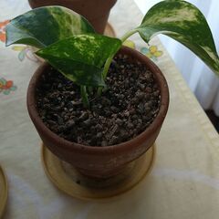 ゴールデンポトスの画像