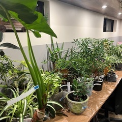 植木市PLANTS MARKET − 東京都