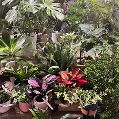 植木市PLANTS MARKET - フリーマーケット