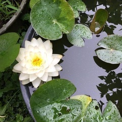 睡蓮 ゴンネール     の画像