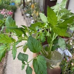 トマト苗　脇芽　　1本