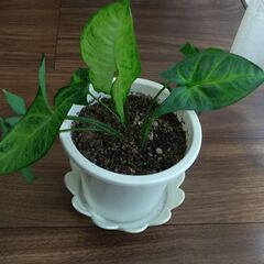 シンゴニウム