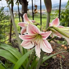 君子蘭　くんしらん 苗 オレンジ 観葉植物 1鉢の画像