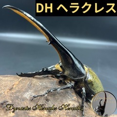 【新成虫ペア】DHヘラクレス♂156mm♀60mm ♂親159m...