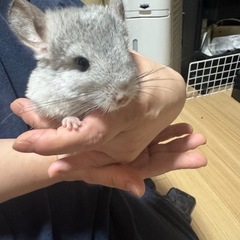 チンチラ(オスかも？)