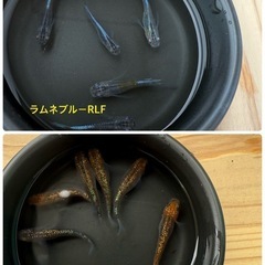 🌸豪華3点セット🌸高品種メダカMIX20匹（針子〜稚魚）＆ミジン...
