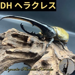【新成虫】DHヘラクレス♂155mm親159mm ※送料事前連絡...