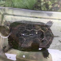 ミドリガメの里親募集してます。