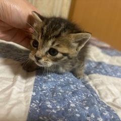 こねこ