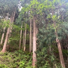 山林・立木売ってください。 − 福井県