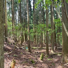 山林・立木売ってください。 - 福井市