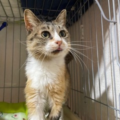 ミケ猫　ミーコ　里親募集