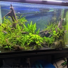 アクアリウム用　生体セット[決定しました！]の画像